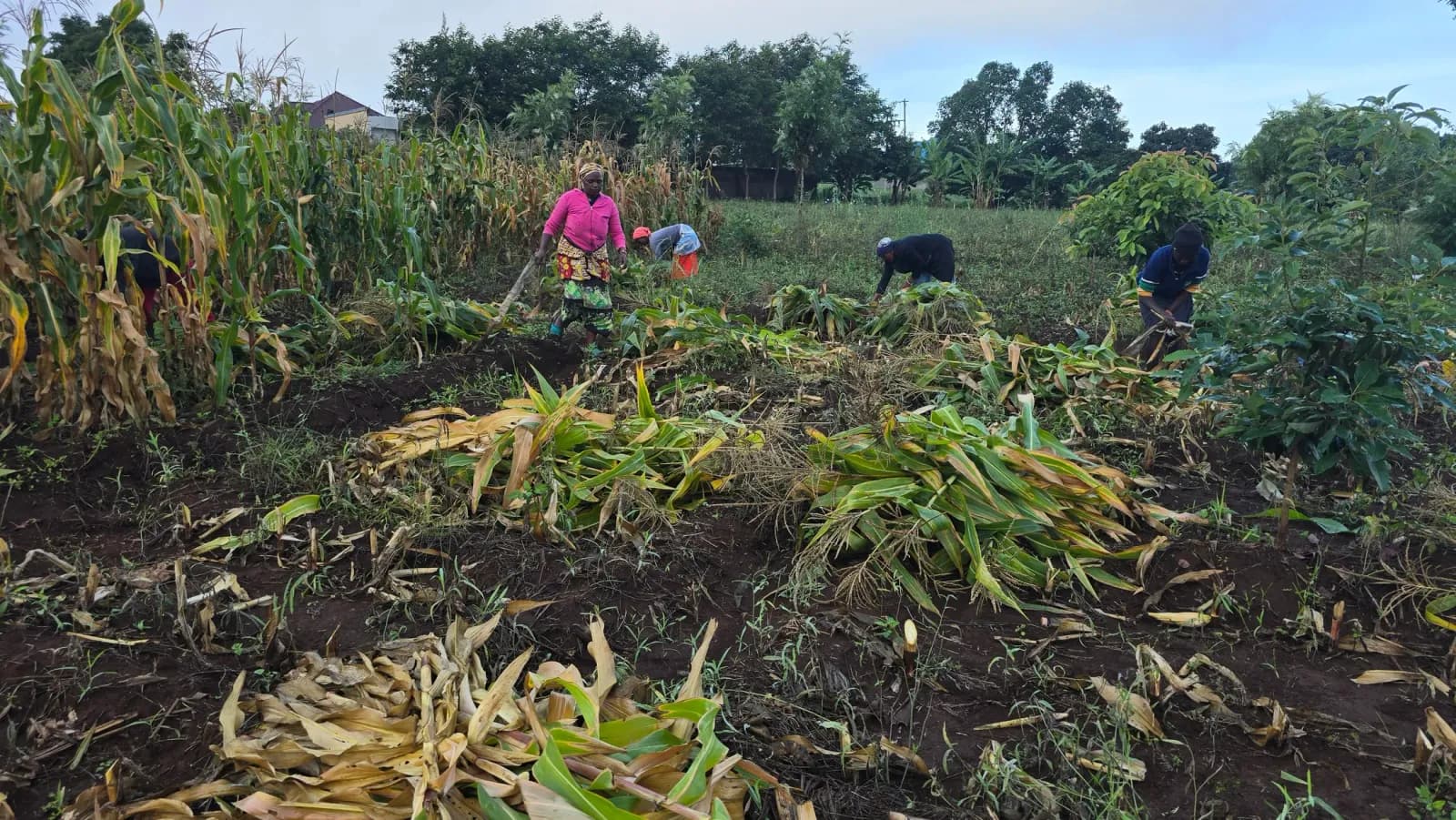 Women harvesting maize at Moran Farms